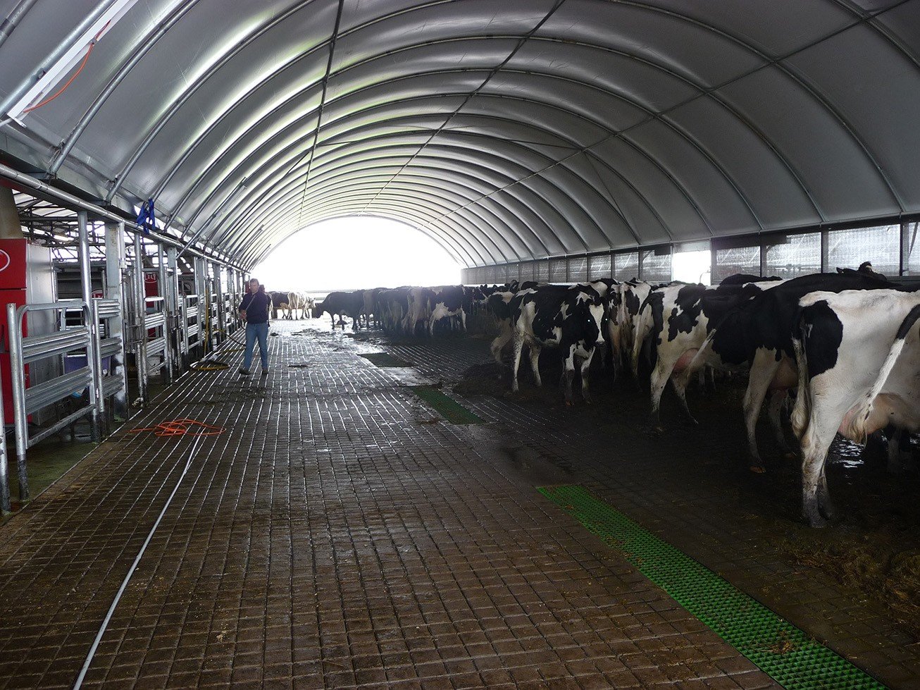 Dairy farm shelter