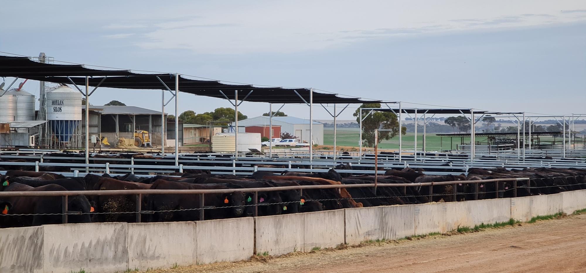 Cattle station shade structure