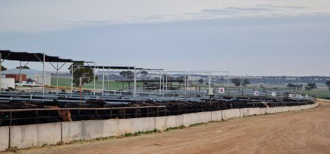 Livestock & Cattle Shade Sails